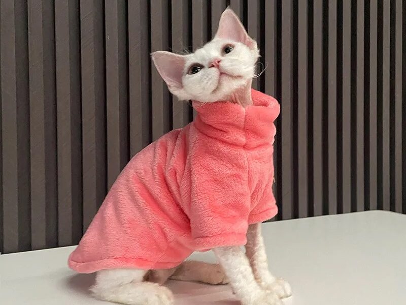 Sweater for Sphynx cats