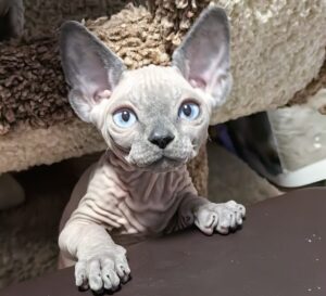 blue-sphynx-for-sale