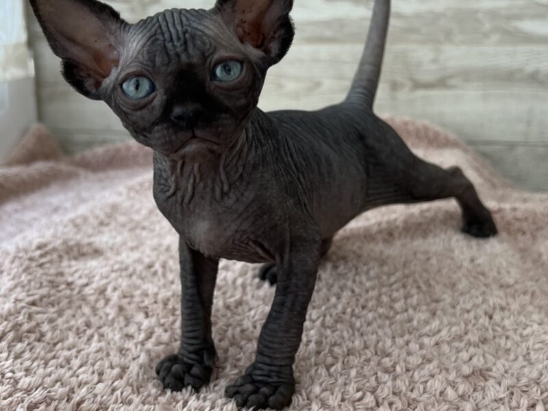 Black Sphynx kitten boy