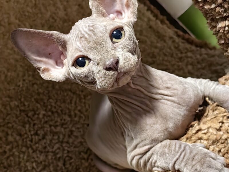 Sphynx male color blue