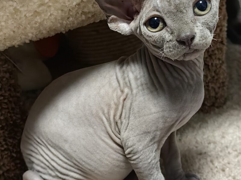 Sphynx male color blue
