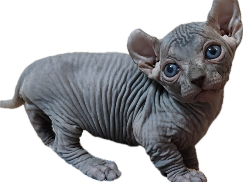 Sphynx Dwelf kitten boy blue color