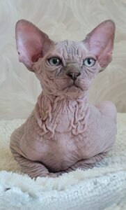 Sphynx kitten boy 