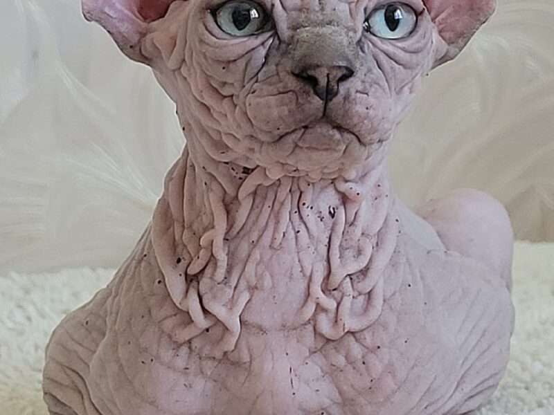 Sphynx kitten boy tabby color