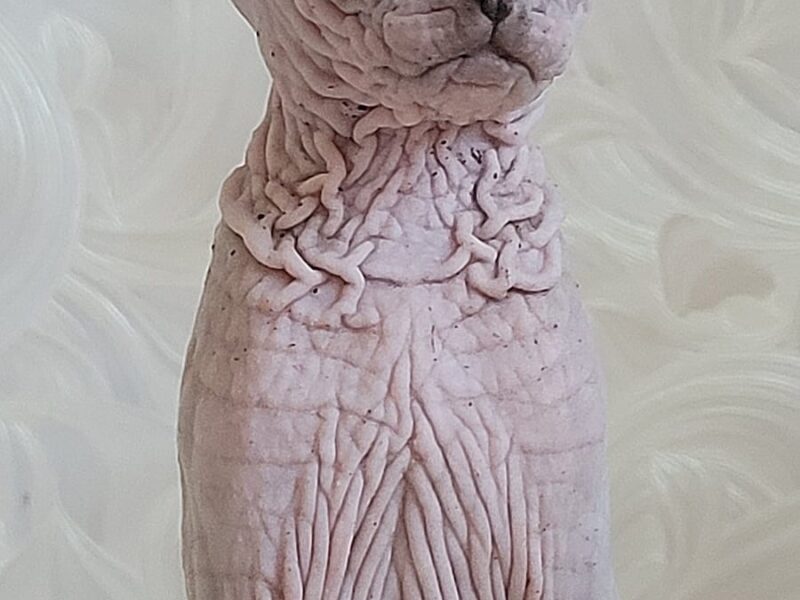 Sphynx kitten boy tabby color